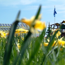 jonquilles et printemps à Mont-Crosin